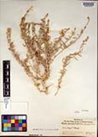 Atriplex canescens image