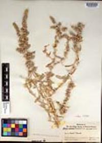 Atriplex canescens var. laciniata image