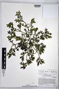 Nemophila menziesii var. integrifolia image