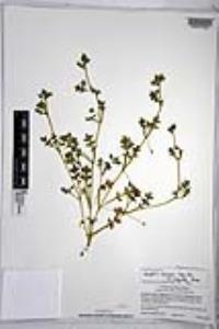 Nemophila menziesii var. integrifolia image
