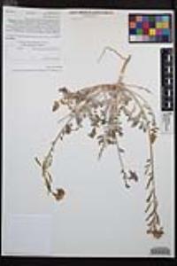 Chylismia claviformis image