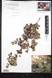 Ceanothus greggii var. perplexans image
