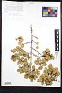 Rhamnus ilicifolia image