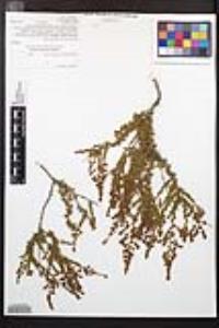 Adenostoma fasciculatum image