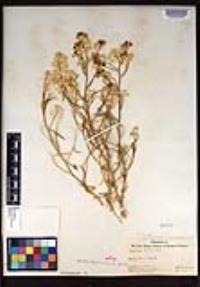 Lepidium fremontii image