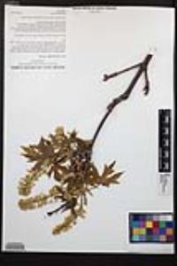 Acer macrophyllum image