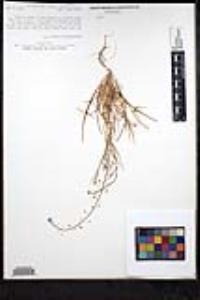 Thysanocarpus curvipes image
