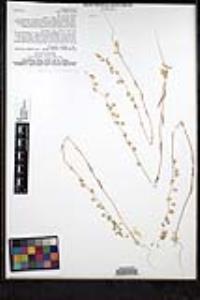 Thysanocarpus curvipes image