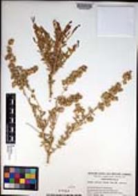 Atriplex canescens var. canescens image