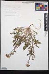 Chylismia claviformis var. aurantiaca image