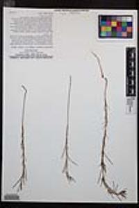 Camissonia strigulosa image