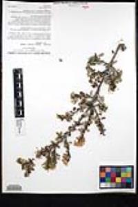 Ceanothus cuneatus var. cuneatus image