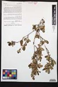 Cercocarpus montanus image
