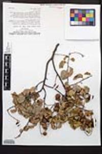 Prunus ilicifolia subsp. ilicifolia image