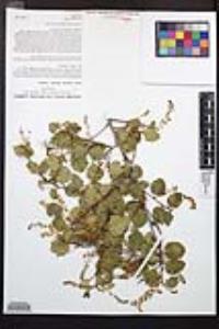 Prunus ilicifolia image