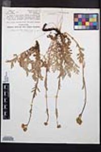 Horkelia fusca var. pseudocapitata image