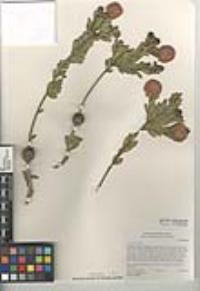 Melaleuca nesophila image