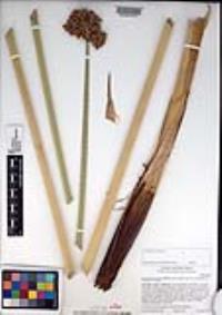 Schoenoplectus acutus image