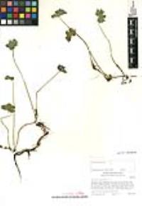 Hydrocotyle ranunculoides image