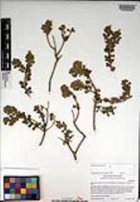 Ericameria cuneata image