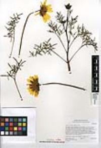 Coreopsis maritima image