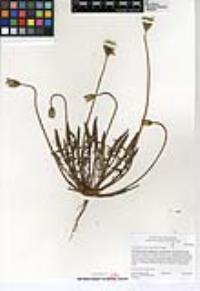 Stebbinsoseris heterocarpa image