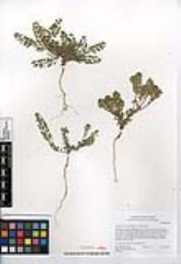 Lepidium lasiocarpum image