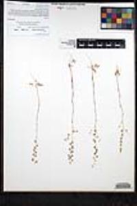 Thysanocarpus curvipes image