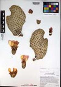 Opuntia basilaris image