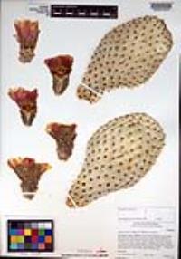 Opuntia basilaris image