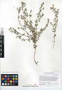 Atriplex coulteri image