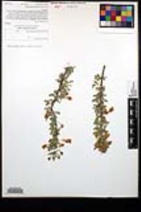 Senegalia greggii image