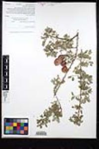 Senegalia greggii image