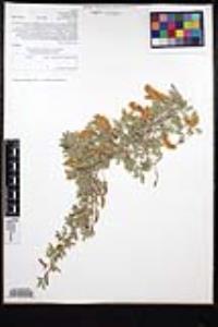 Senegalia greggii image
