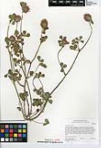 Trifolium hirtum image