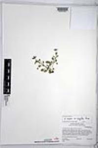 Nemophila menziesii var. integrifolia image
