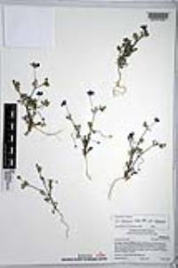 Nemophila menziesii var. menziesii image