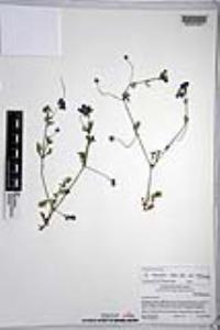 Nemophila menziesii var. menziesii image