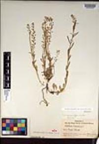 Lepidium virginicum subsp. menziesii image