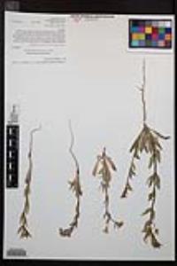 Camissoniopsis bistorta image