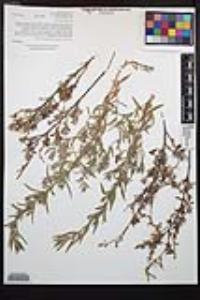 Epilobium canum image