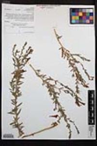 Epilobium canum image