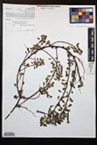 Ludwigia peploides subsp. peploides image