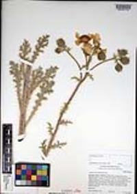 Argemone munita image