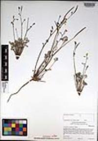 Eschscholzia minutiflora image