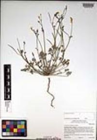 Eschscholzia minutiflora image