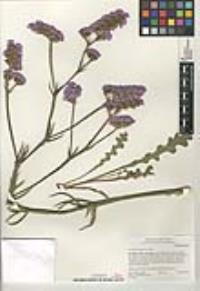 Limonium sinuatum image