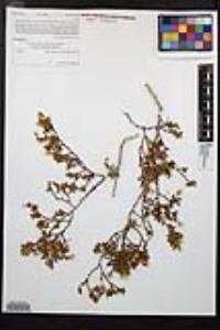 Larrea tridentata image