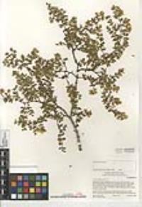 Larrea tridentata image