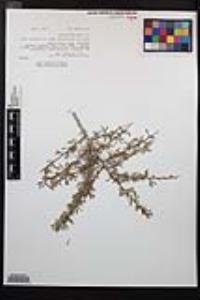 Prunus fasciculata image